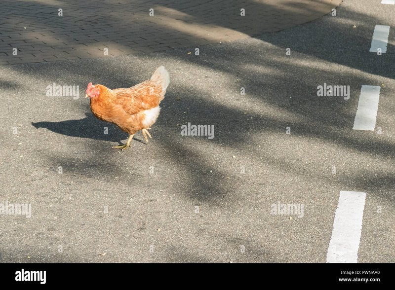 Spain - chicken road